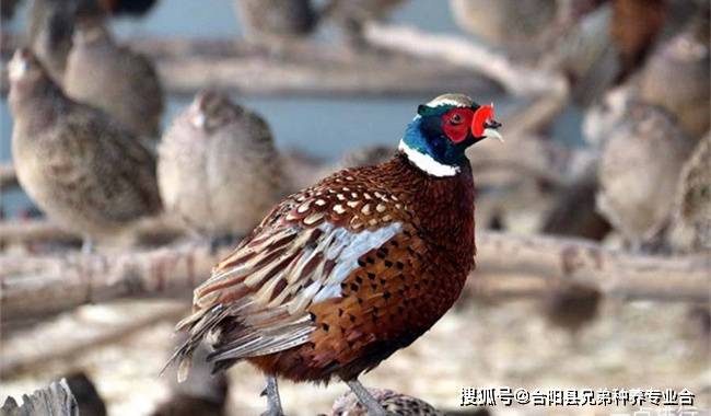野鸡最新现象解析，观点阐述与分析