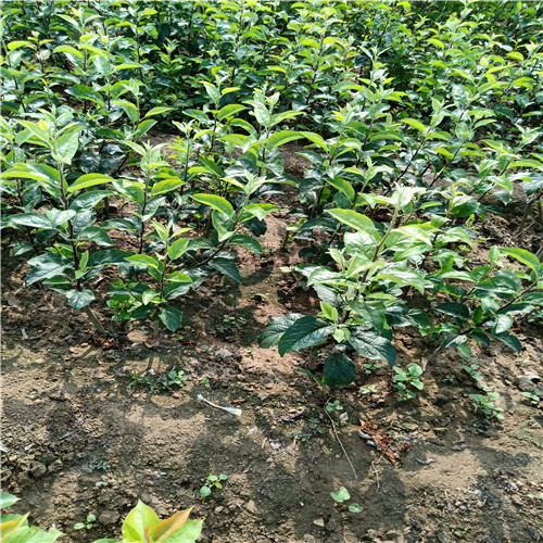最新果苗助力果园焕发新生机！